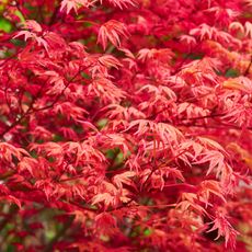 a Japanese maple in fall with bright red leaves