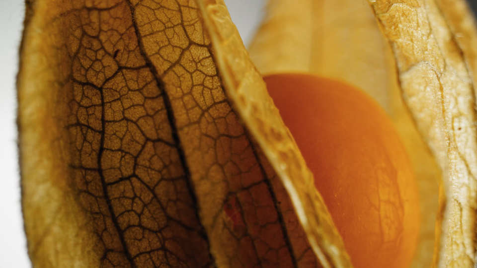 Rather than showcase chefs or plated dishes, leftchannel built "Food Is Art" around the raw materials of cooking: grains, liquids, and textures captured in motion as they transform and combine.