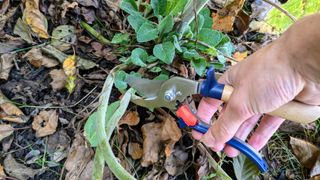 Pruning a digitalis stem with the Opinel pruning shears.