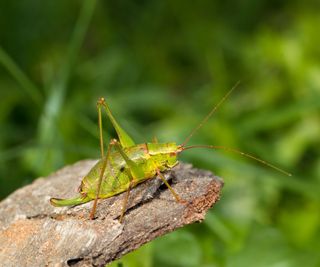 A large green grasshopper sat on a piece of stripped bark
