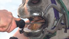 A rasp inside a horse's mouth which is being held open with a metal gag to allow rasping to take place.