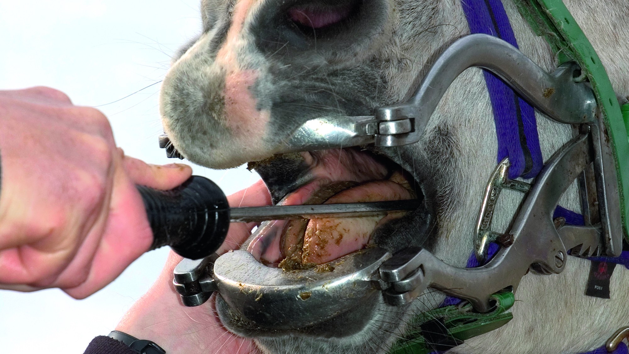 A rasp inside a horse's mouth which is being held open with a metal gag to allow rasping to take place.