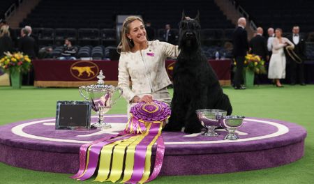 Five-year-old giant schnauzer Monty poses alongside owner Katherine Bernardin after winning the Best in Show title at the annual Westminster Kennel Club Dog Show at Madison Square Garden, New York City. 