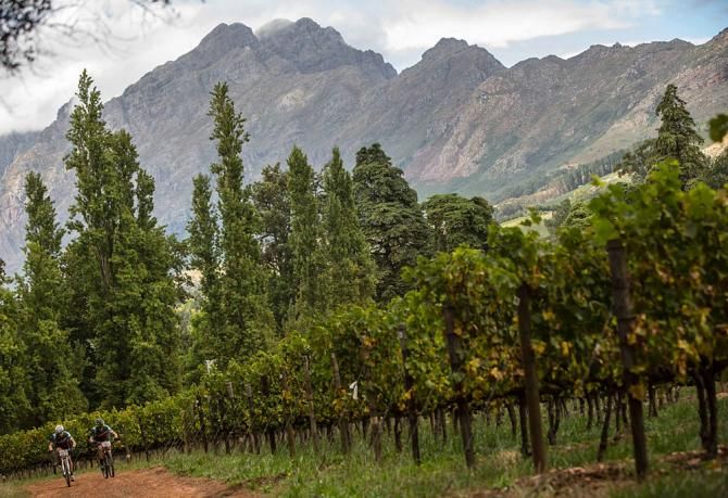 Riders make their way through the vineyards at Thelema Wine Estate