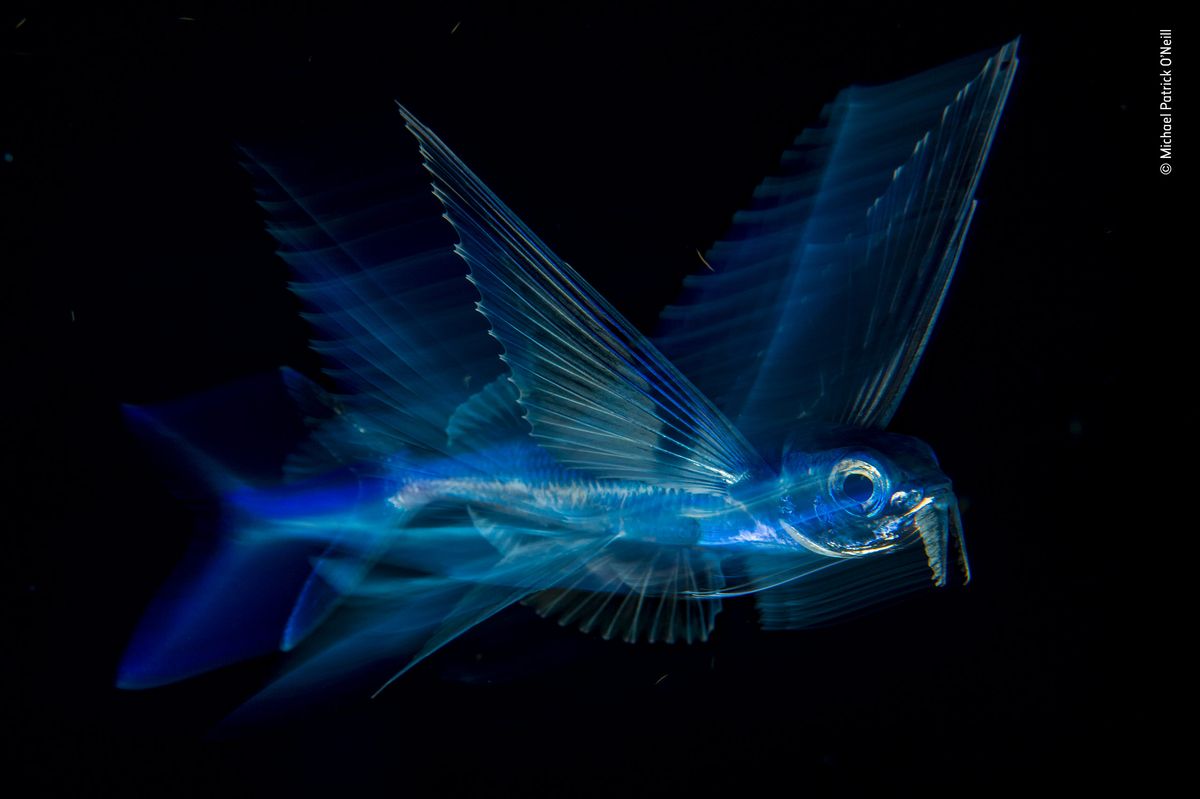 Night flight by Michael Patrick O&rsquo;Neill, USA Winner 2018, Under Water