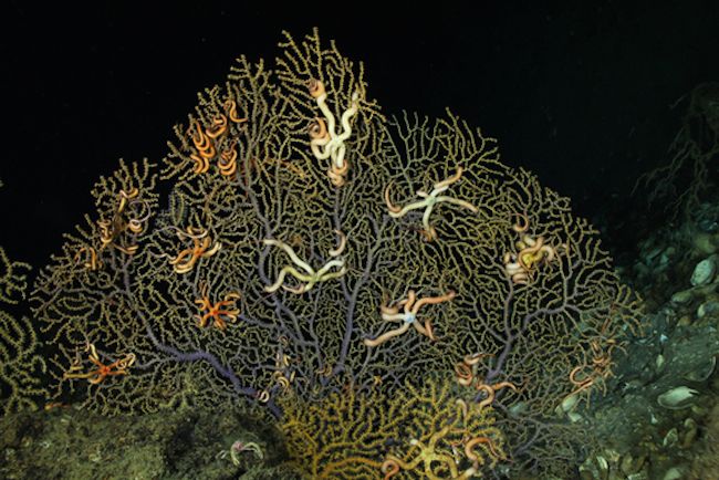 Coral damaged by BP oil spill. 