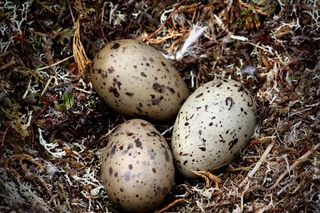 Rat Island eggs