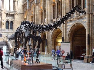 A Diplodocus replica is on display at the Natural History Museum of London.