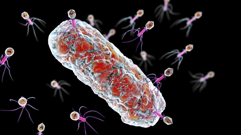 Illustration of many phages (viruses that infect bacteria) descending on a single bacterial cell