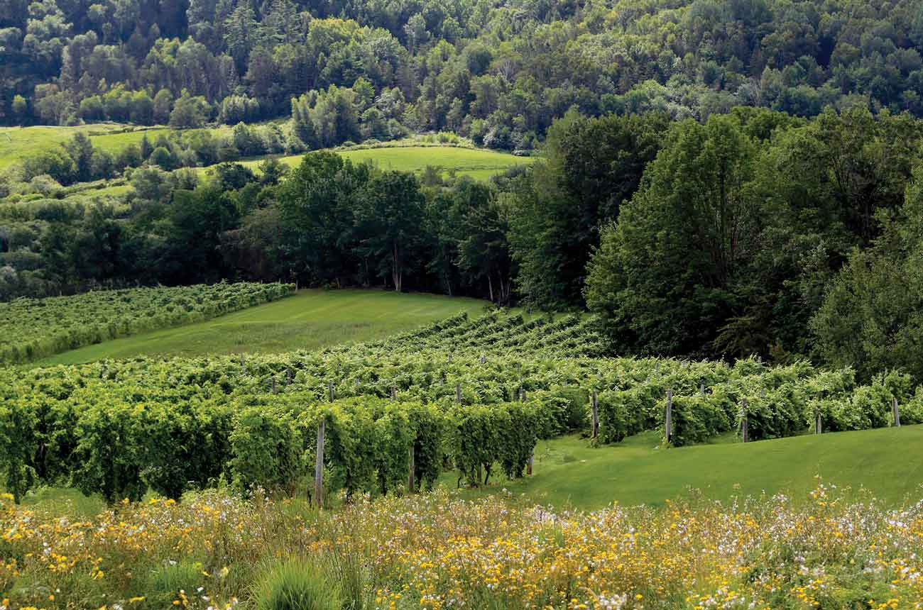 Benjamin Bridge vines in the Gaspereau valley, Novia Scotia