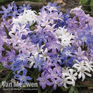 Chionodoxa luciliae 'Mixed' product image from Van Meuwen