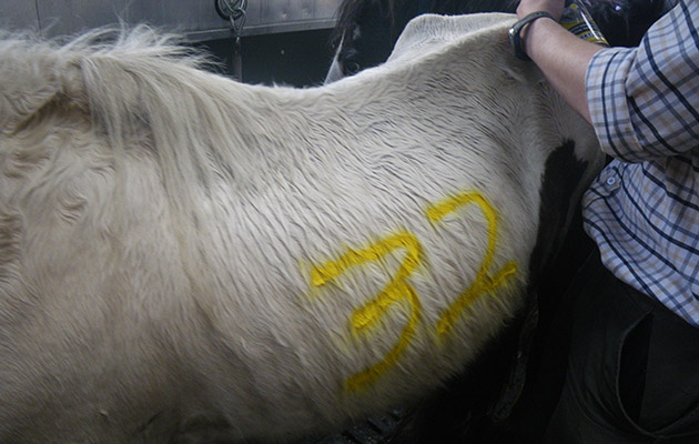 rspcacasem3