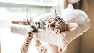 Sleeping kitten