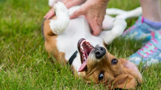 Dog getting belly rub