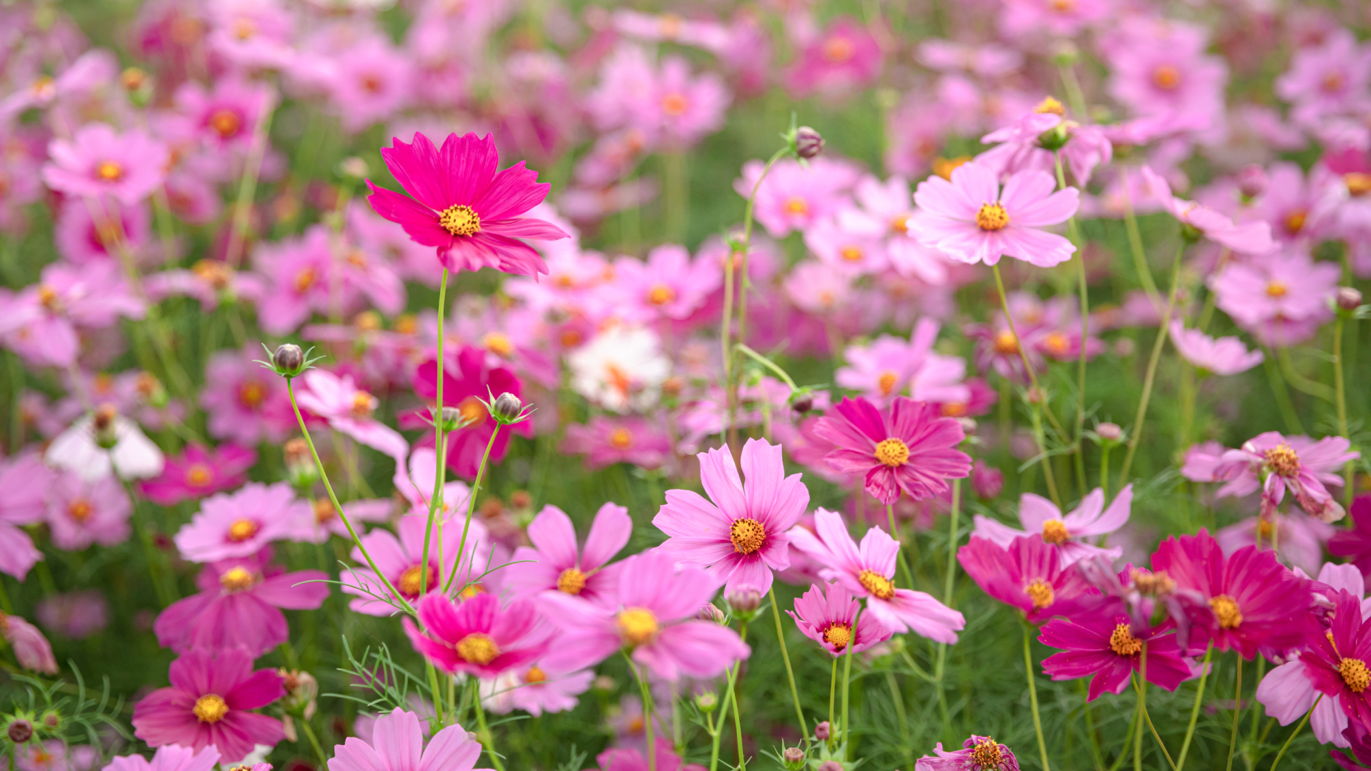 flowering cosmos