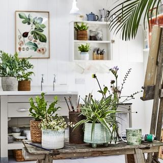 room with white wall white shelf and plant pots