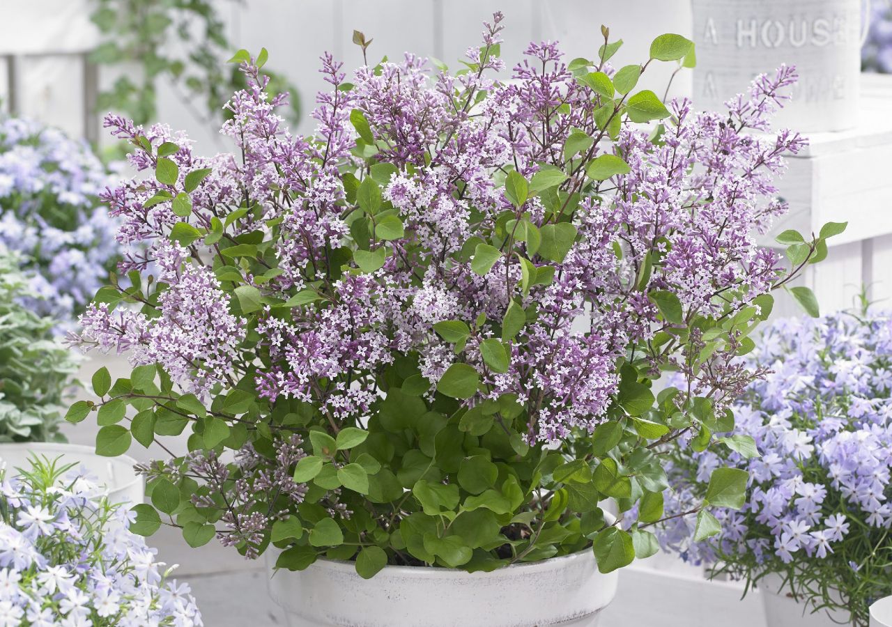 National Garden Bureau’s Shrub of the Year