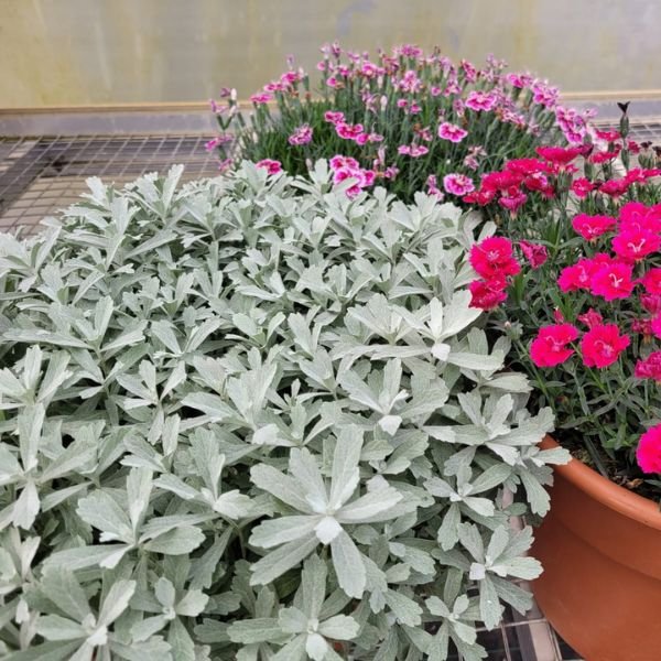 Gardenghost&amp;reg; Artemisia - #1 Container