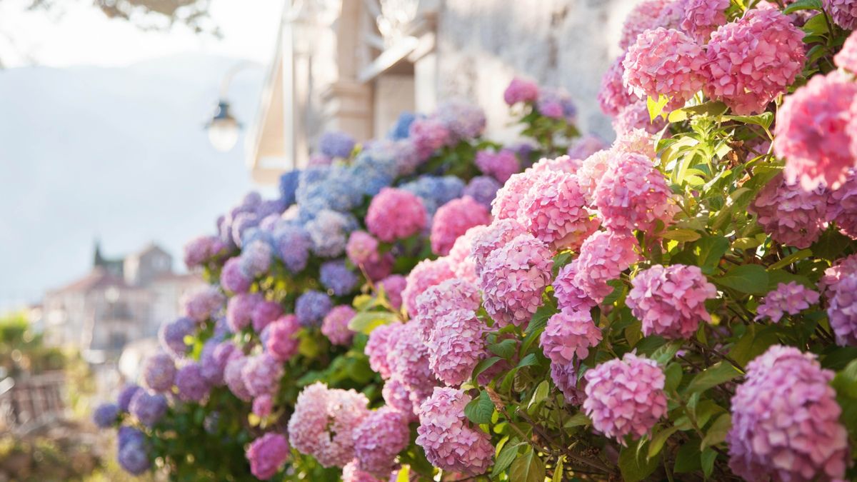 Hydrangeas in a yard with the sun on them