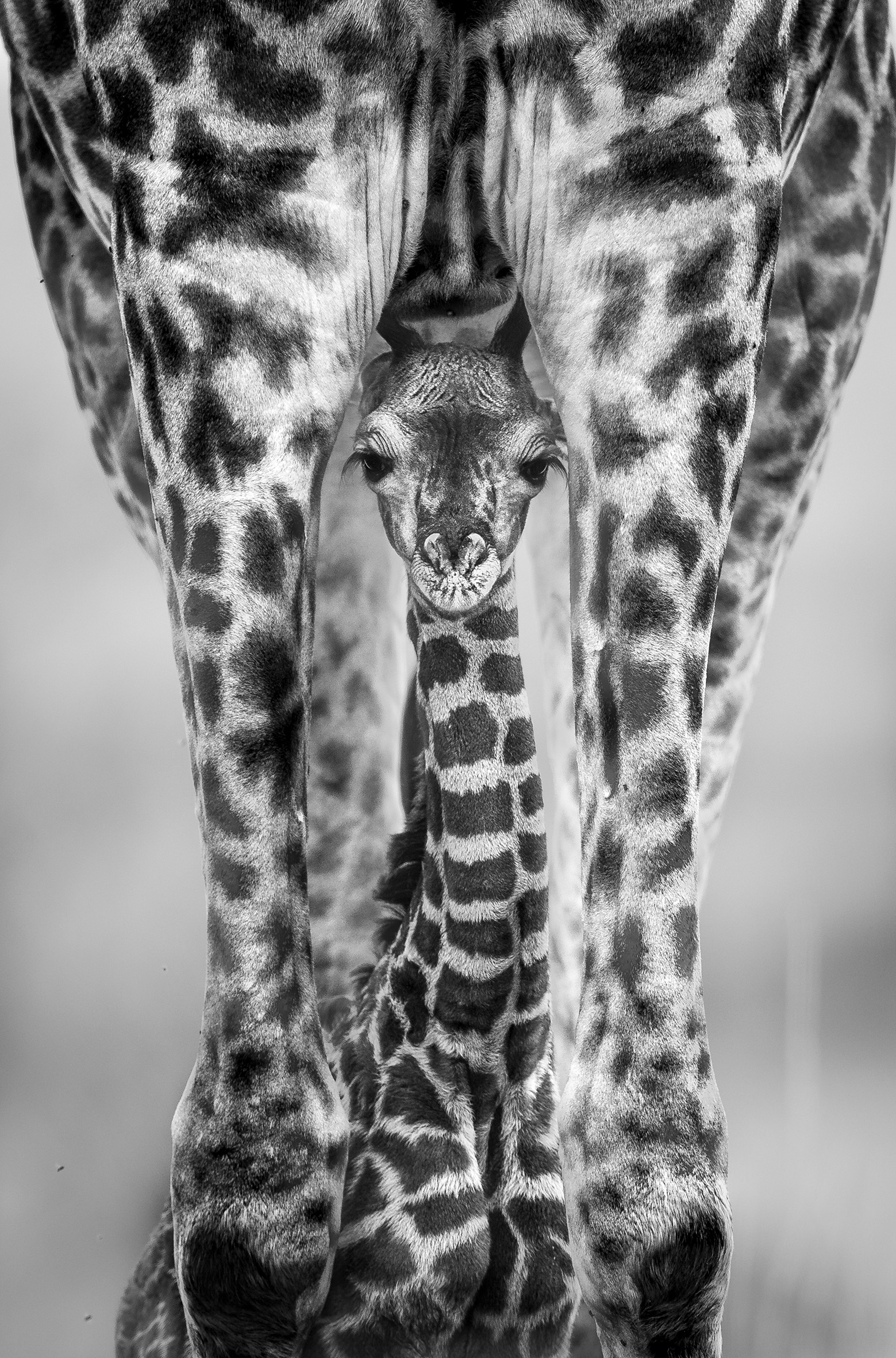 Black and white close-up of a baby giraffe standing protectively between the legs of an adult giraffe