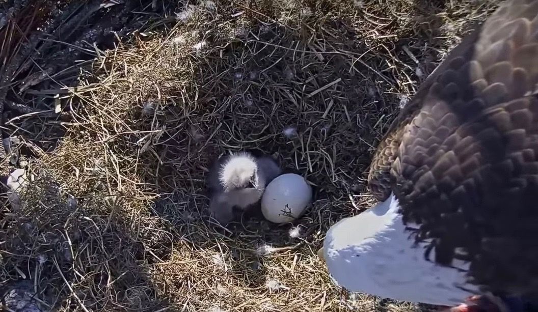 eaglet-live-cam-florida