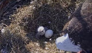 eaglet-live-cam-florida