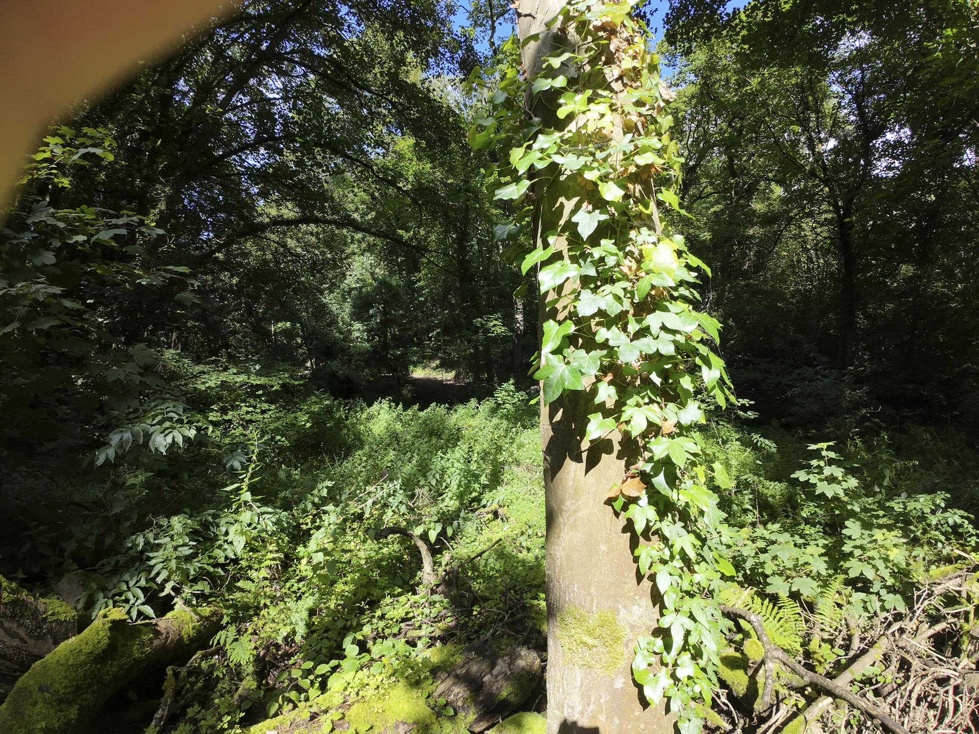 UK Woodland details of ivy climbing a tree in the sun and shade
