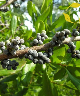 A wax myrtle shrub with light green leaves and gray berries woven around a brown branch in the middle of the bush
