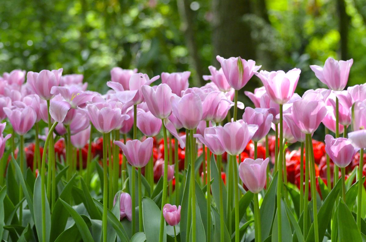 The best phone for flower photos iPhone 14 Pro, Galaxy S23 Ultra