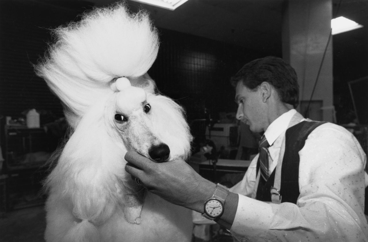 Groomers prepare white poodles with elaborate show clips, sculpted pom-poms and dramatic topknots backstage and beside the ring at grooming competitions.