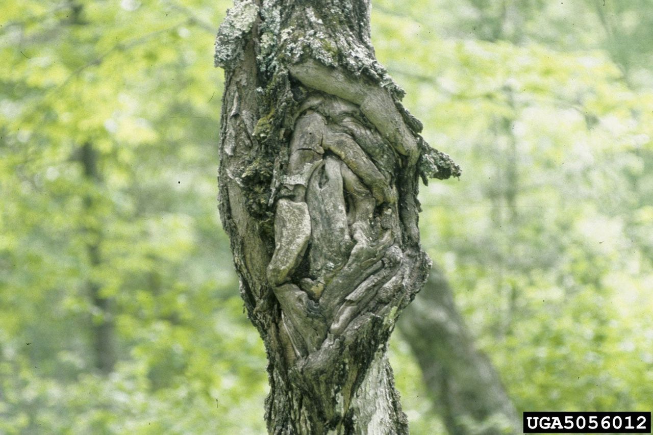 Nectria Canker On Tree