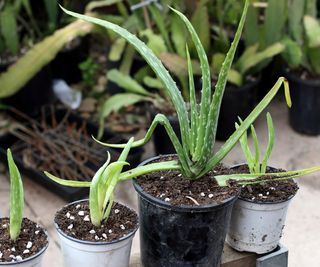 Close up or Aloe vera pups planted in small pots