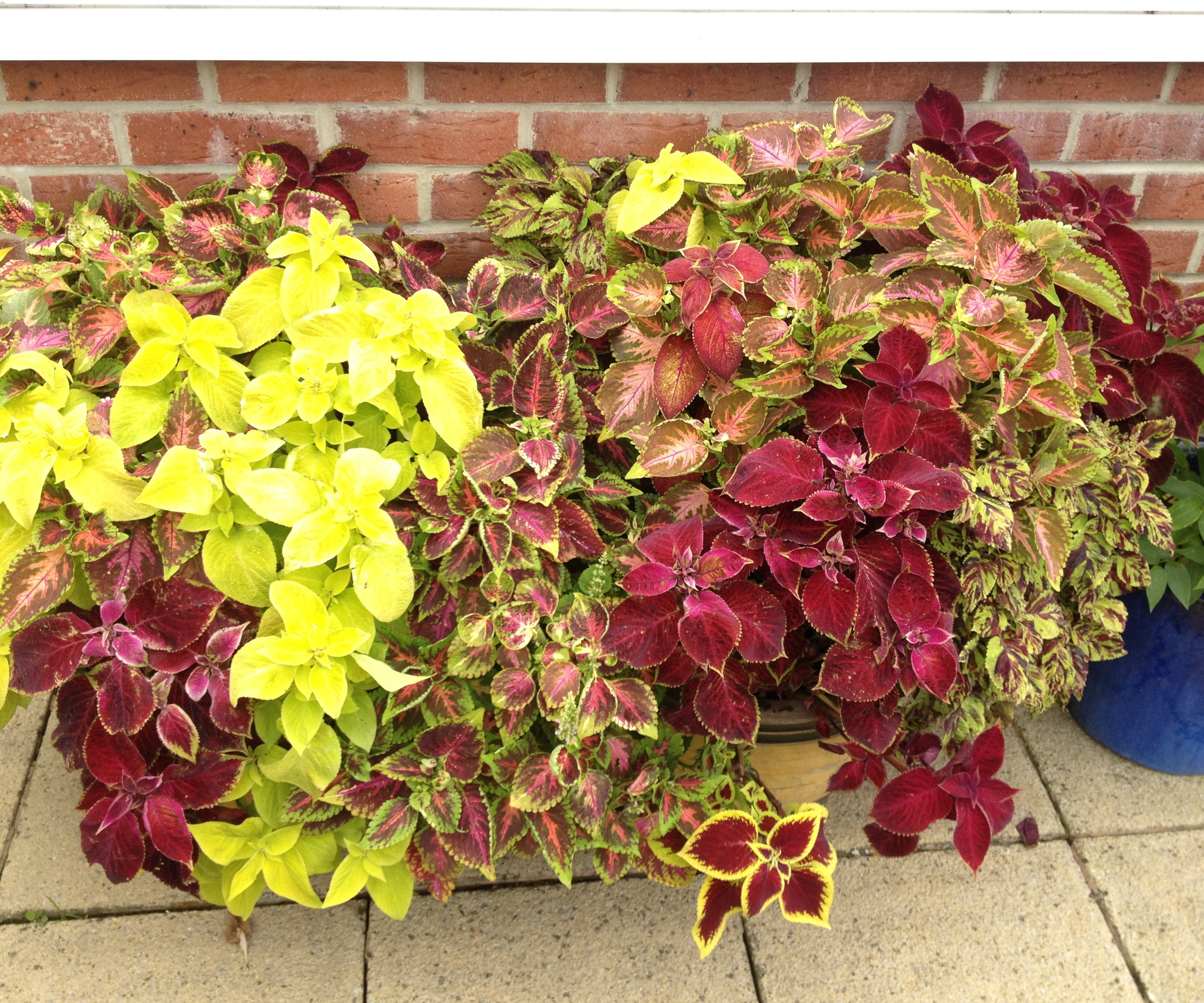 A variety of coleus plants growing in pots on a patio