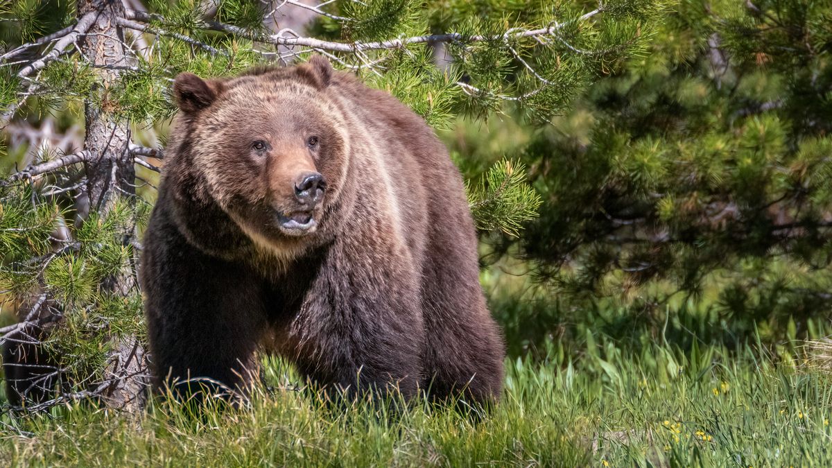 Watch hikers' narrow escape after straying too close to grizzly bear feasting on elk