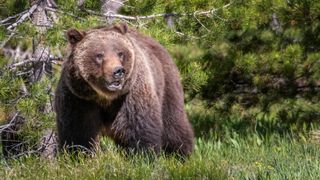 Grizzly bear at Grant Teton National Park
