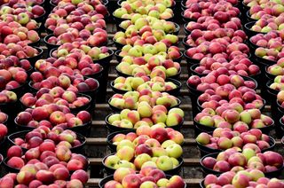 Variety of apple baskets at farmer's market in autumn.