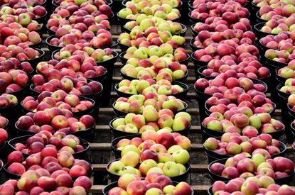 Variety of apple baskets at farmer's market in autumn.
