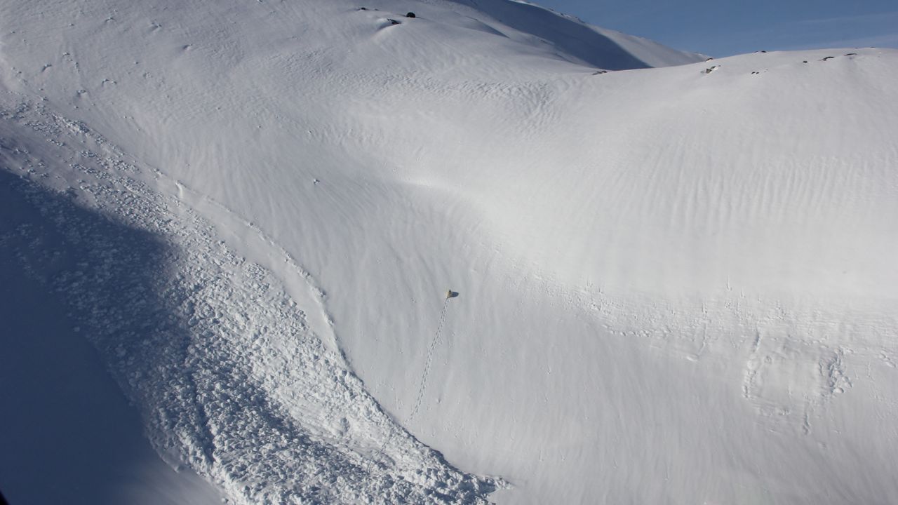 A lone polar bear is spotted on one of the fjord's steep slopes.