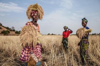 Ladies from the Santa Yalla kaffo  - a collective that harvests rice for a landowner near River Gambia at Kaur. The earn 30 dalasis a day - 80 US cents 