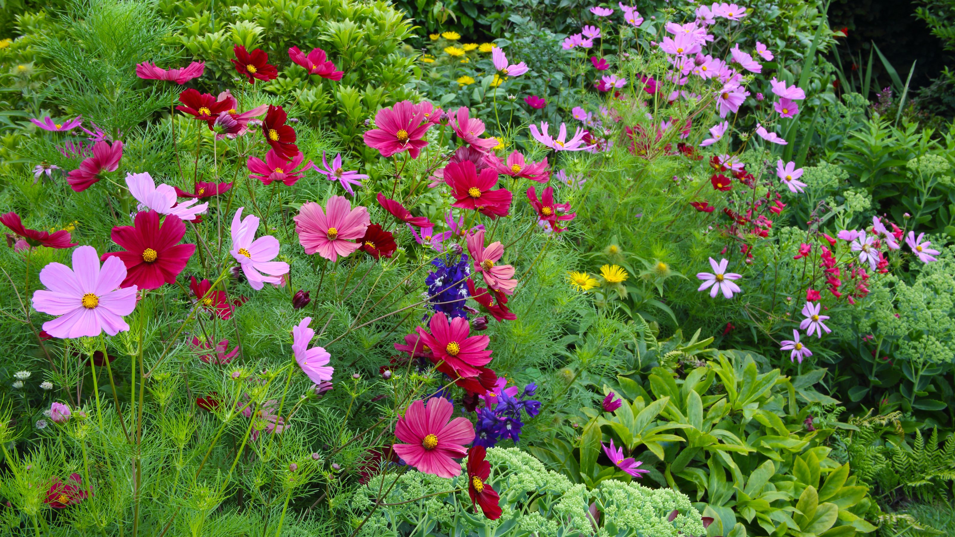 cosmos in garden border