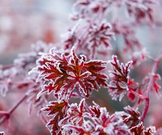 Red Japanese maple leaves covered in frost during winter