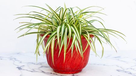 Spider plant