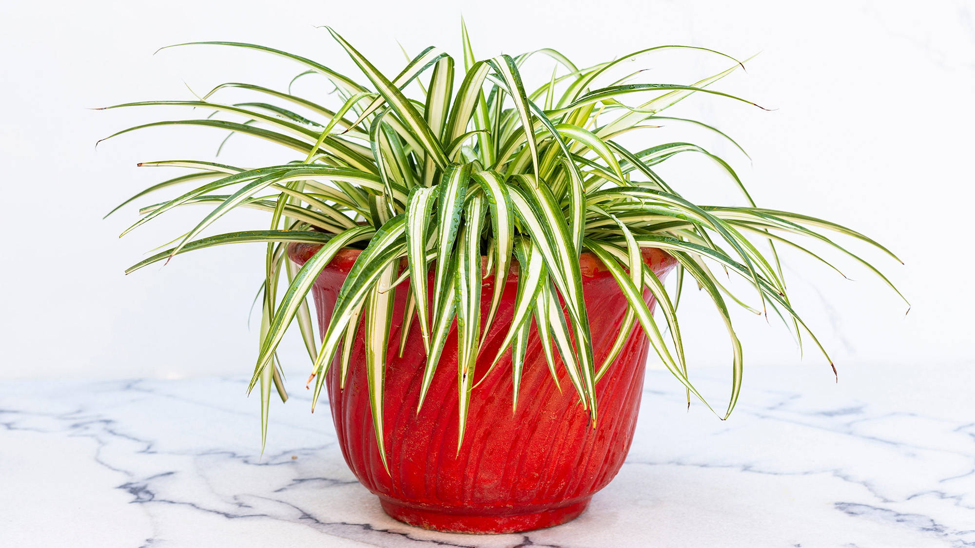 Spider plant