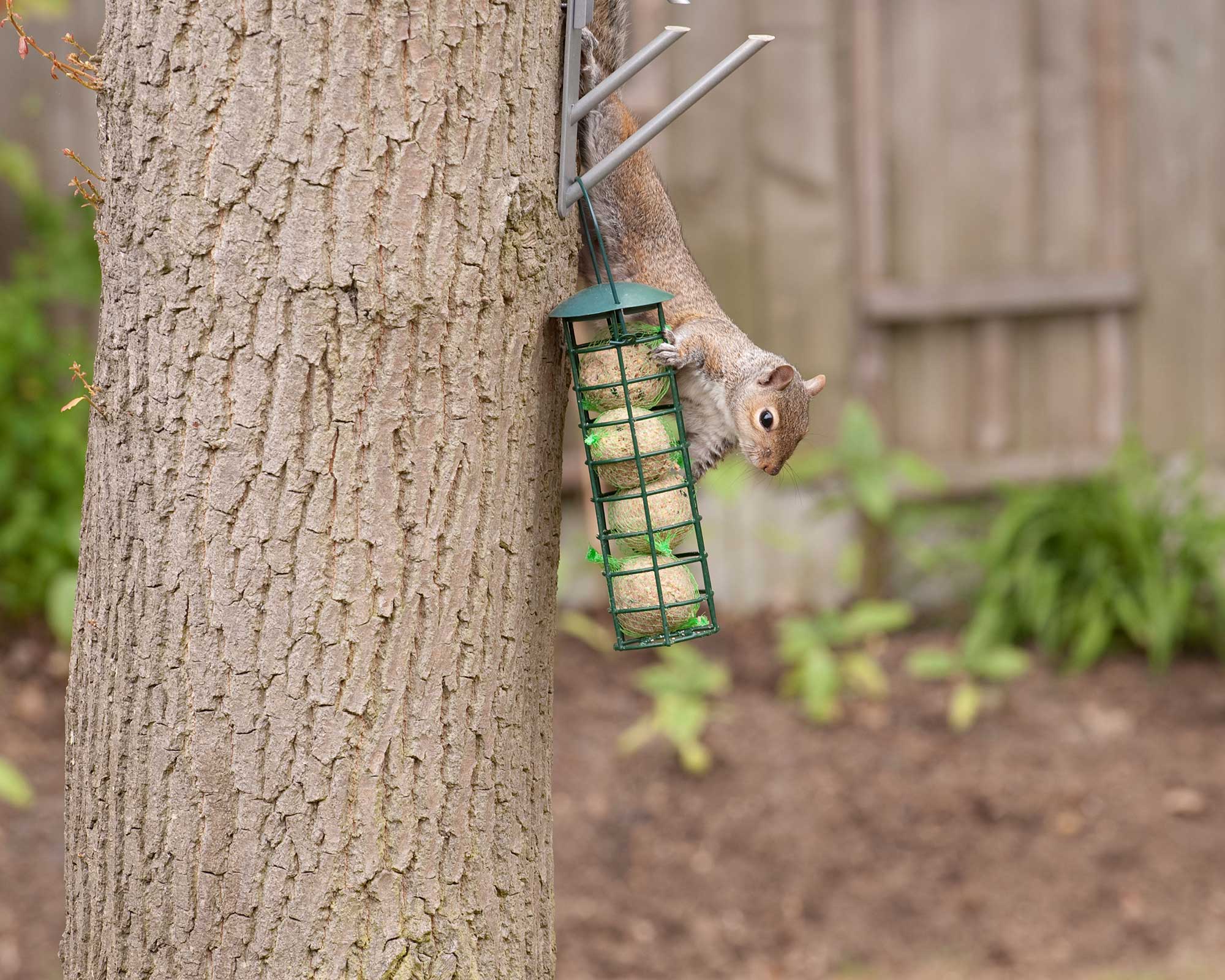 grey squirrel climbing down Oak tree in garden to feed on fat balls that have been put out for birds