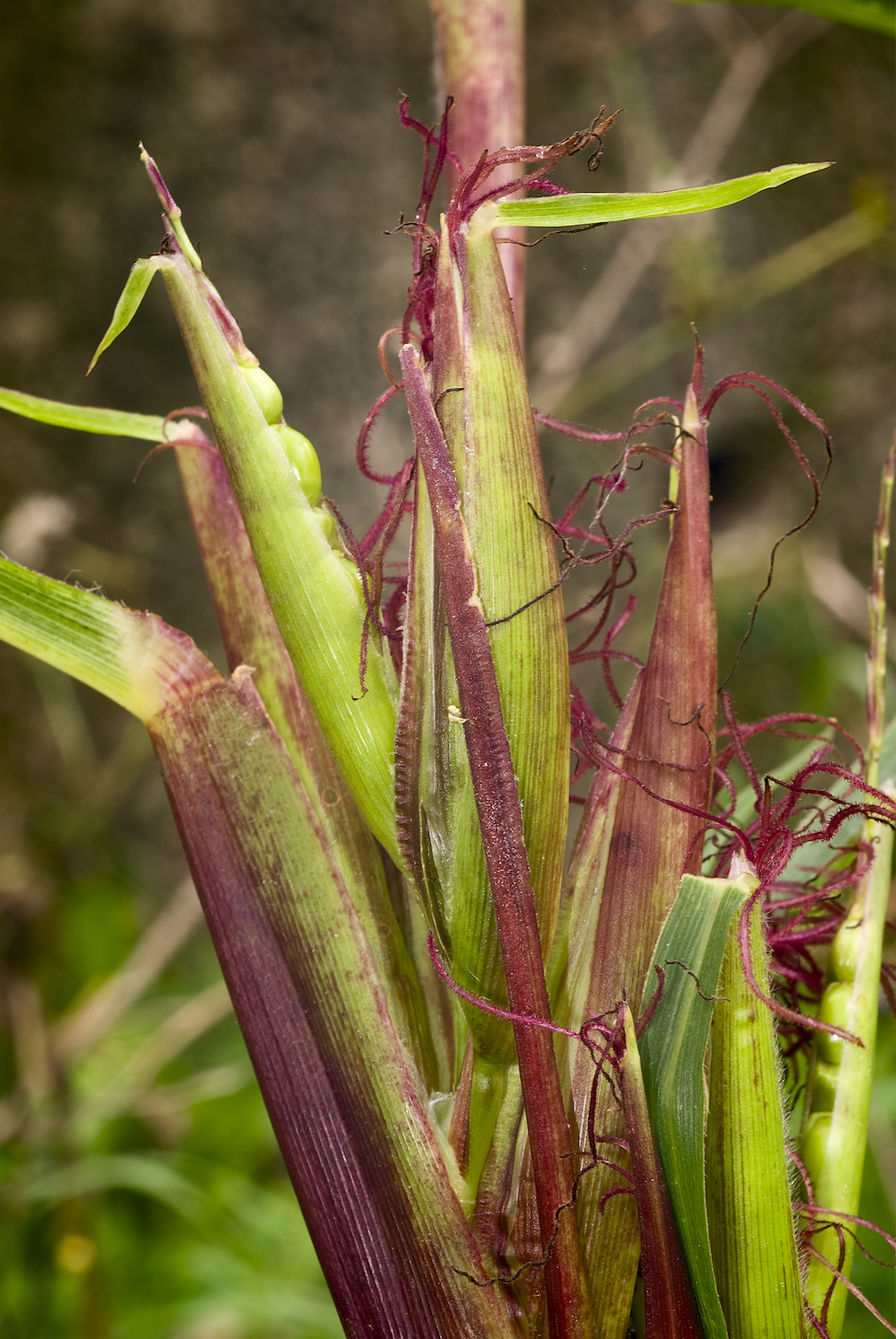 Corn as we know it today was derived from teosinte, a wild grass with small ears and just a few kernels.