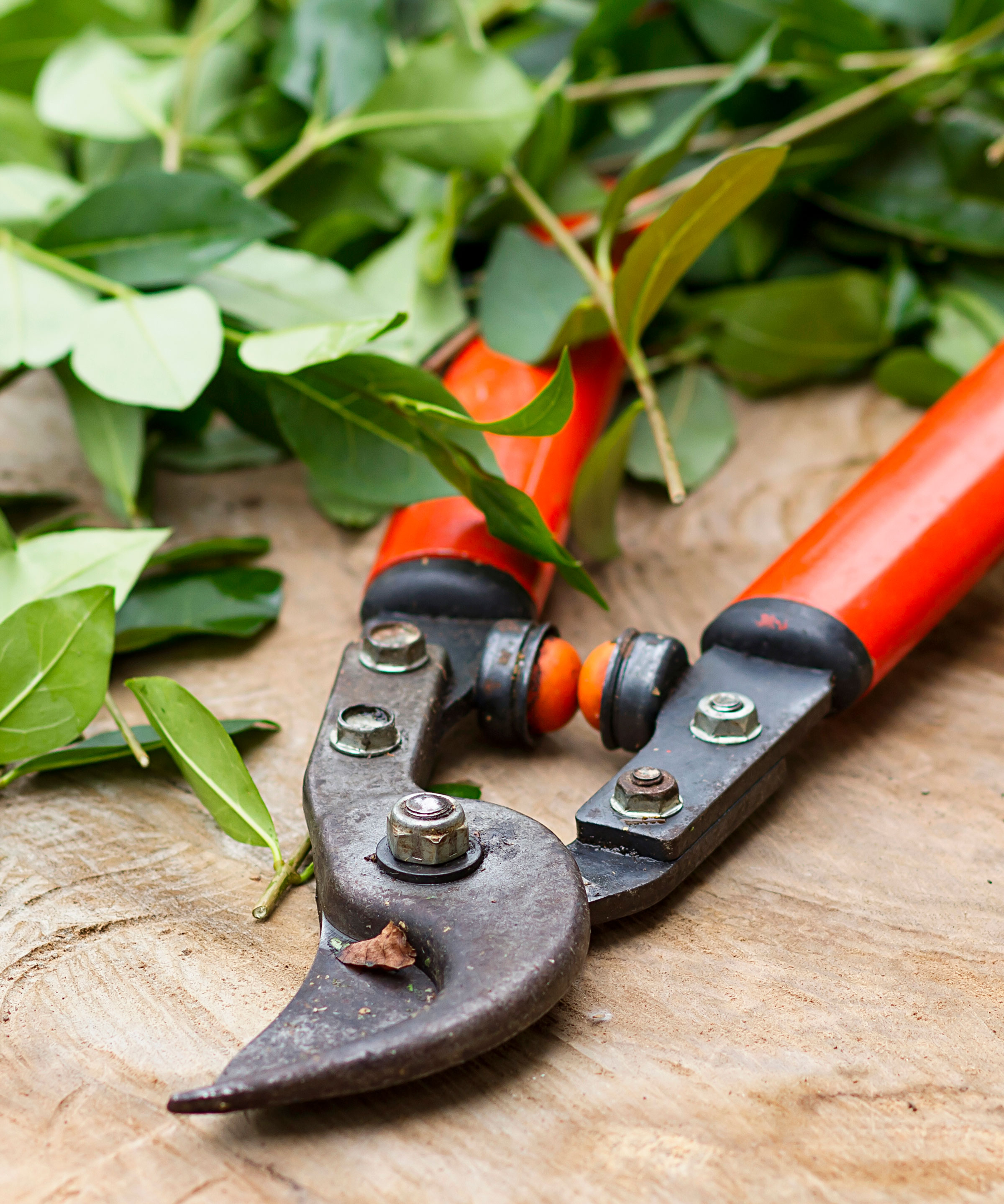 red pruning shears on wooden table with green leaf clippings