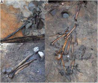 Four pelvic bones were found wrapped around a single tree branch (A), suggesting a ritual component to the burial. The skeletons' limbs were also severed at the joints (B) and scattered around the site. Several in-tact skulls were found (C) but most appeared crushed by a club or other blunt object.