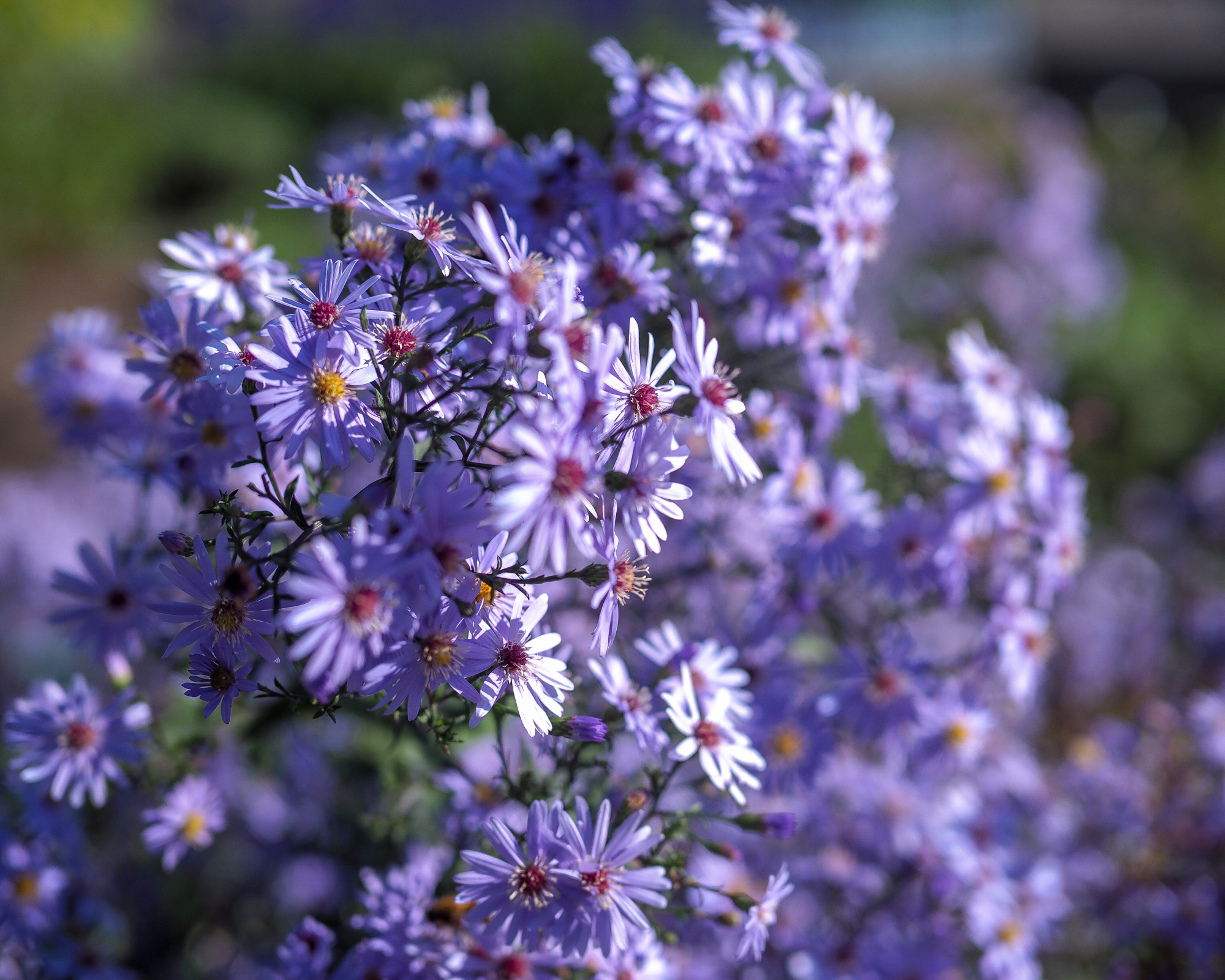 Blue Wood Aster ή Symphyotrichum Cordifolium Blooming Flower.