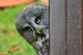 Are All Owls Actually Night Owls Live Science - 