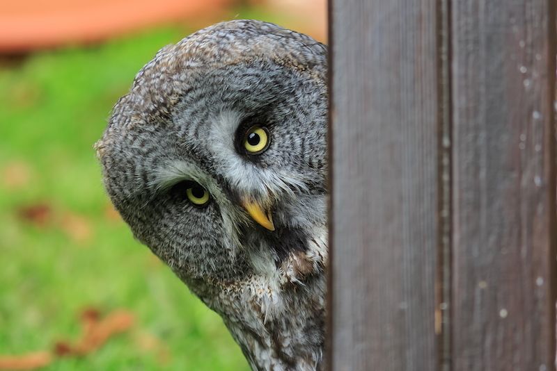 Great Grey Owl